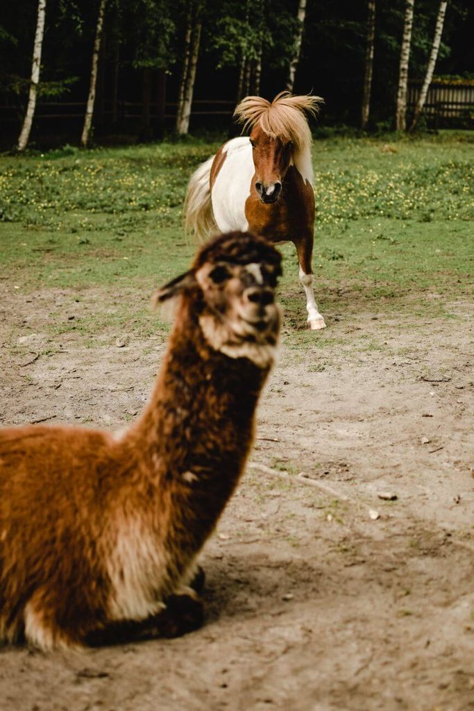 Lama glama