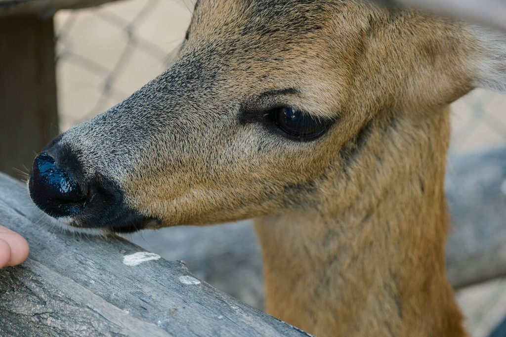 zwierzę z mini zoo
