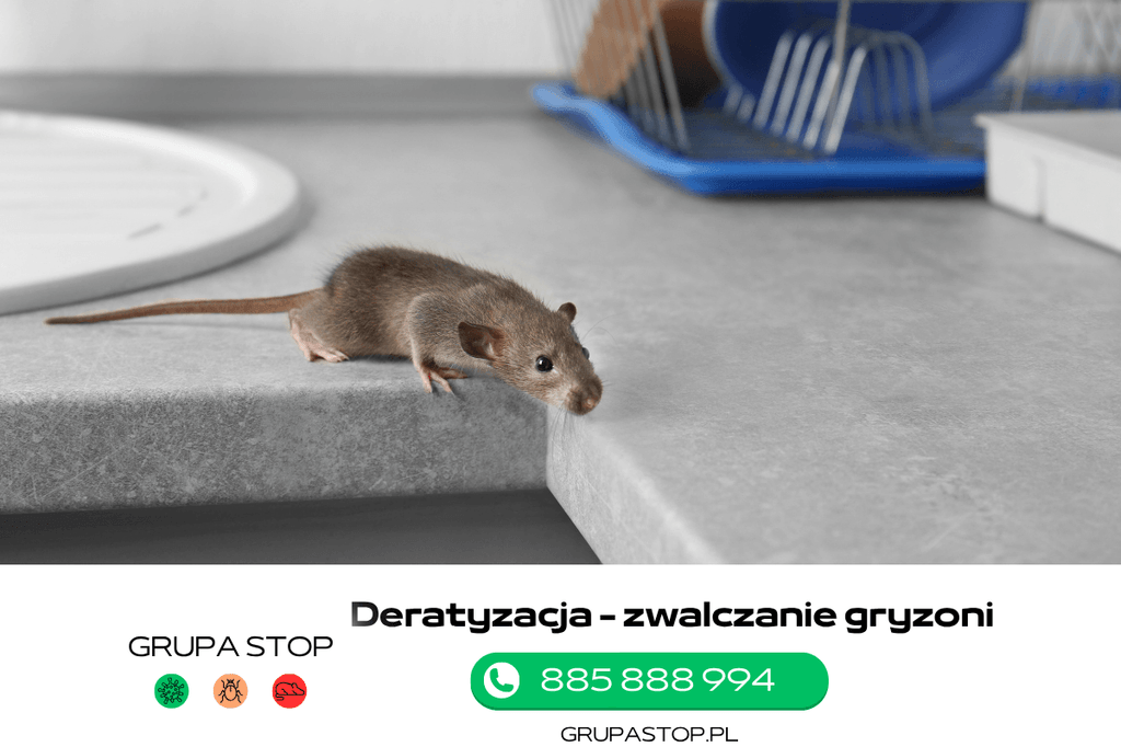firma deratyzacyjna